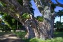 Acacia koa tree at Hawi on the Big Island of Hawaii, USA.