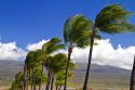 Palm trees blowing in the wind on the Big Island of Hawaii, Hawaii, USA.