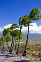 Palm trees blowing in the wind on the Big Island of Hawaii, Hawaii, USA.