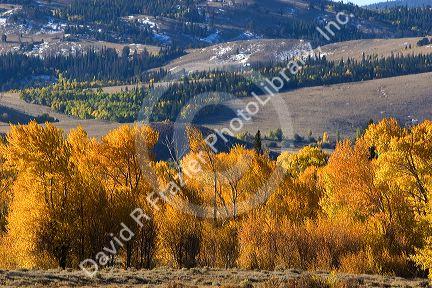 Autumn color on cottonwood trees near Arlington, Wyoming.