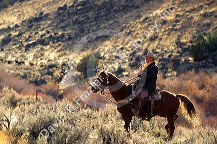 Cowboys herd cattle in Southern Idaho.