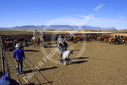 Cattle branding on a ranch in northern Nevada.