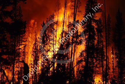 A forest fire in the Boise National Forest, Idaho.