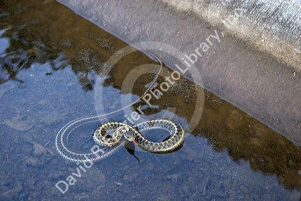 Water snake or garter snake in a cement ditch in Boise, Idaho.