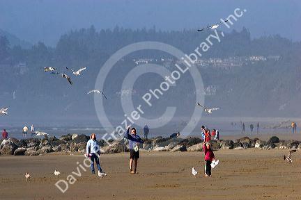 People feeding gulls on the beach at Newport, Oregon.