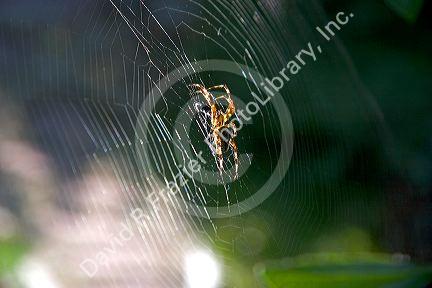 Garden spider on a web.