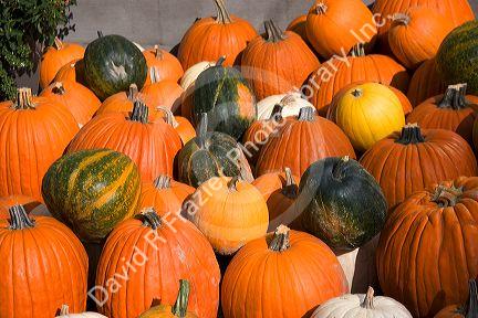 A variety of pumpkins at a farmers market in Canyon County, Idaho.