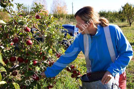A woman picking apples in an orchard near Emmett, Idaho. MR