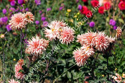 Dahlia flowers.