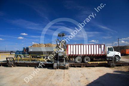Trucks hauling harvested sugar beets in Mountain Home, Idaho.