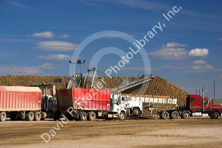 Trucks unload harvested sugar beets into collective piles at Mountain Home, Idaho.