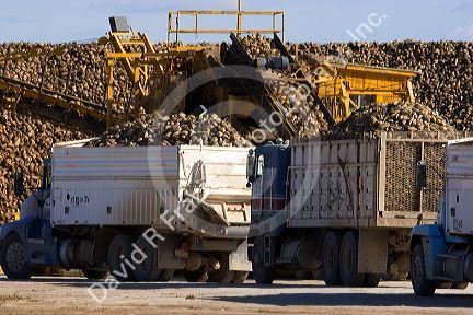 Trucks unload harvested sugar beets into collective piles at Mountain Home, Idaho.