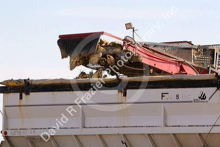 Sugar beet harvest in Mountain Home, Idaho.