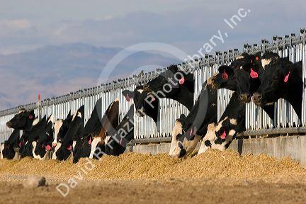 Dairy cows at a feedlot in Mountain Home, Idaho.
