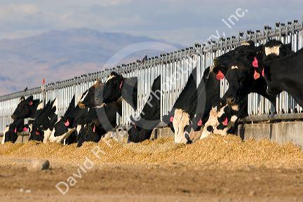 Dairy cows at a feedlot in Mountain Home, Idaho.