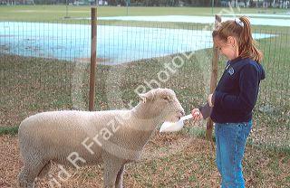 Young girl feeding a pet sheep.  MR