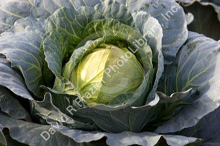 Cabbage growing on a farm in Fruitland, Idaho.