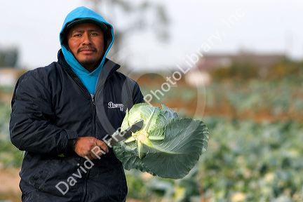 A mexican farm worker harvesting cabbage on a farm in Fruitland, Idaho.