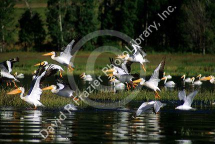 White pelicans in flight at Lake Cascade, Idaho.