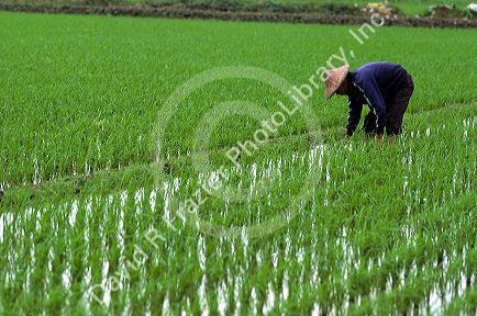 Rice farming in Taiwan.