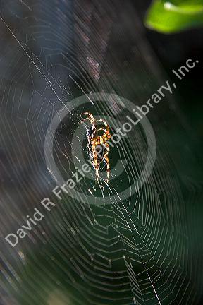 Garden spider in a web.