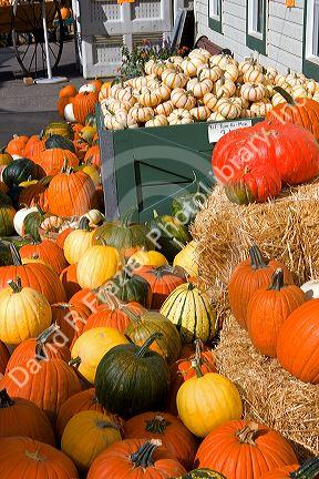 A variety of pumpkins at a farmers market in Canyon County, Idaho.
