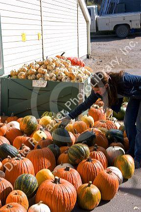 A variety of pumpkins at a farmers market in Canyon County, Idaho.