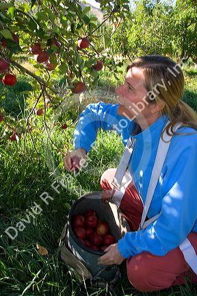 A woman picks apples in an orchard near Emmett, Idaho. MR