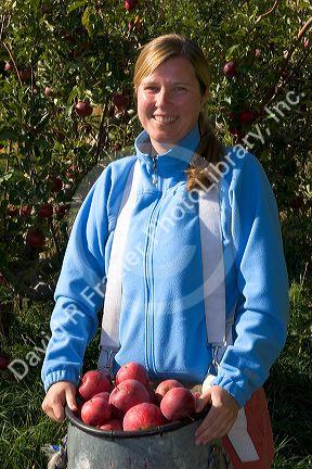 A woman picking apples in an orchard near Emmett, Idaho. MR