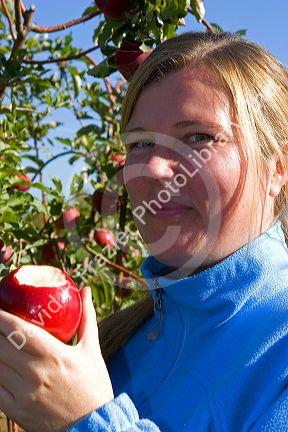 A woman eats an apple she just picked in an apple orchard near Emmett, Idaho. MR
