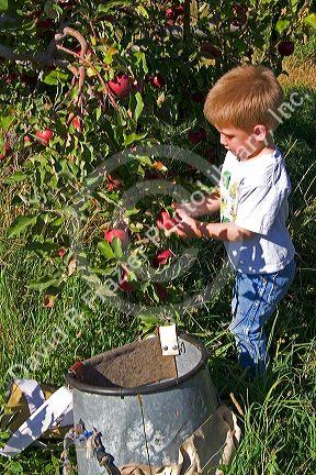 A three year old boy picks apples in an orchard near Emmett, Idaho.