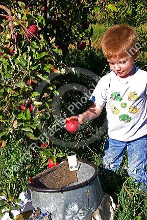 A three year old boy picks apples in an orchard near Emmett, Idaho.