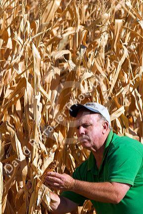 A farmer looks at feed corn ready for harvest in Canyon County, Idaho. MR