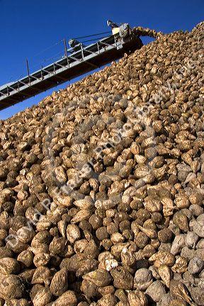Harvested sugar beets in a collective pile at Mountain Home, Idaho.