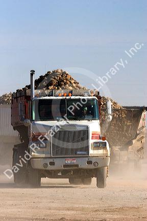 A truck hauling harvested sugar beets in Mountain Home, Idaho.
