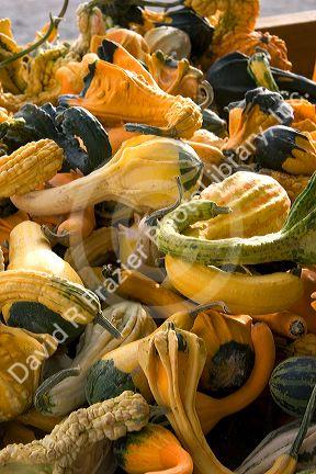 Harvested gourds at a farmers market in Fruitland, Idaho.