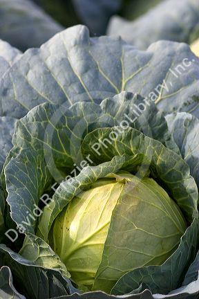 Cabbage growing on a farm in Fruitland, Idaho.