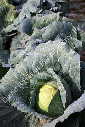 Cabbage grow on a farm in Fruitland, Idaho.