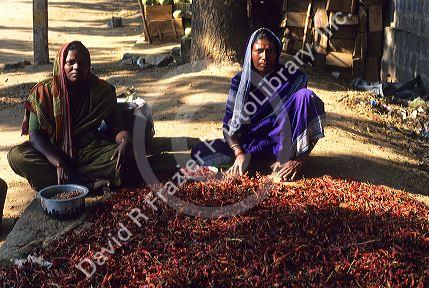 Indian women drying chili peppers in India.