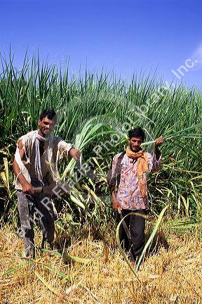 Harvesting sugar cane in Southern India.