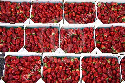 Strawberries being sold near Tavares, Florida.