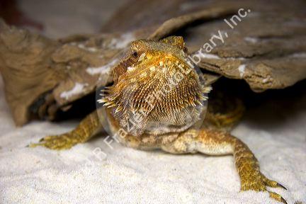 Bearded dragon lizard.