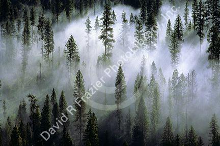 Fog in an Idaho forest.
