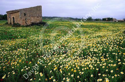 A field of wildflowers at Majorca, Spain.