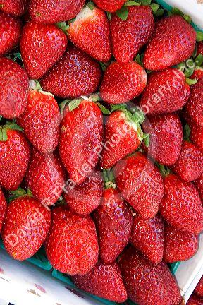 Strawberries being sold near Tavares, Florida.