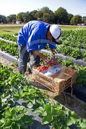 Workers harvesting strawberries near Plant City, Florida.