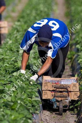 Workers harvesting strawberries near Plant City, Florida.
