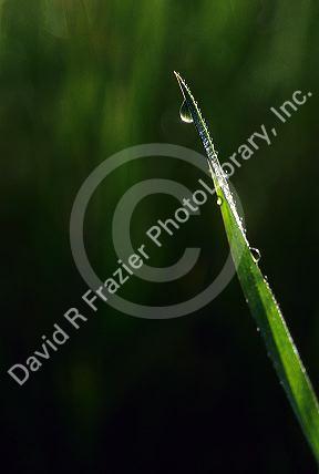 Dew on a blade of grass.