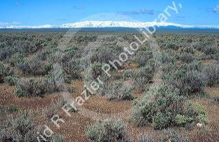 Desert forground and mountain background in extreme south east Oregon.