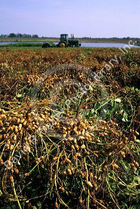 Peanut harvest in Georgia.